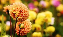 Agrárminisztérium: célzott támogatás segíti a díszkertész kisvállalkozókat