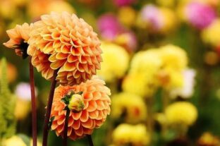 Agrárminisztérium: célzott támogatás segíti a díszkertész kisvállalkozókat