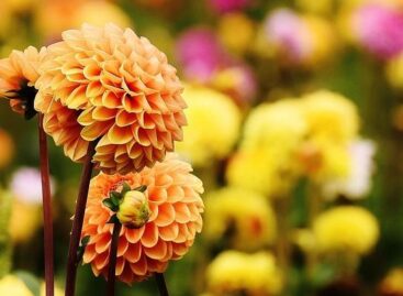 Agrárminisztérium: célzott támogatás segíti a díszkertész kisvállalkozókat