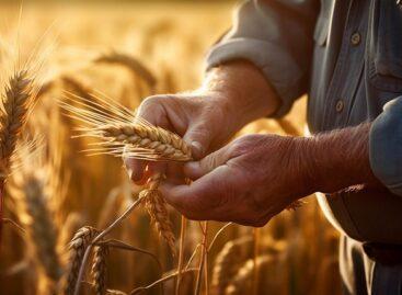 The seed sector is preparing for the sowing of winter cereals starting in September