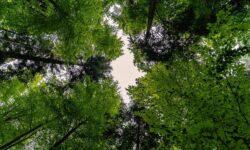 Ministry of Agriculture: Forestry Climate Adaptation Forum established
