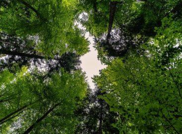Ministry of Agriculture: Forestry Climate Adaptation Forum established