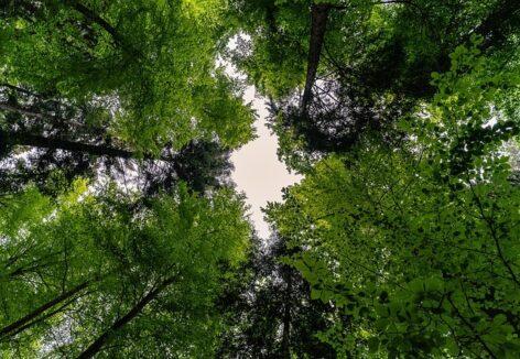 Ministry of Agriculture: Forestry Climate Adaptation Forum established