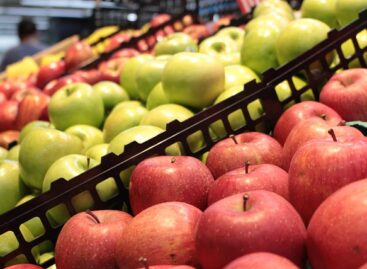 WAPA: több mint 20%-kal alacsonyabbak az EU almakészletei a tavalyinál