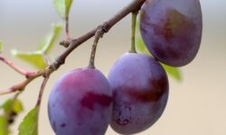 NAK: below-average plum harvest expected