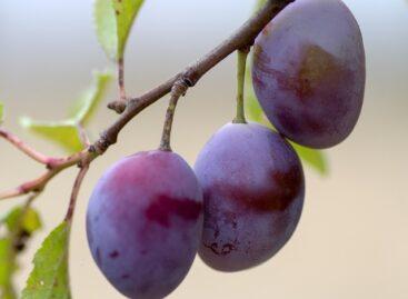 NAK: below-average plum harvest expected