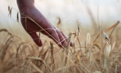 Profitability of agriculture in 2023: trend break and decline