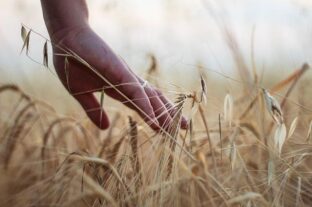 Profitability of agriculture in 2023: trend break and decline
