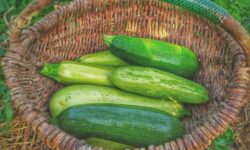 Here is the Supermint summer seed test: zucchini in the lead role
