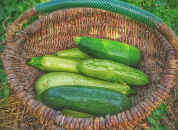 Here is the Supermint summer seed test: zucchini in the lead role