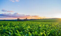 Hungarian tobacco growers are sounding the alarm: tax increases, black market and uncertainty are squeezing the sector