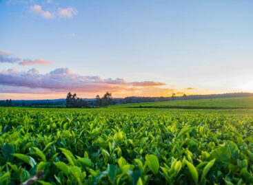 Hungarian tobacco growers are sounding the alarm: tax increases, black market and uncertainty are squeezing the sector