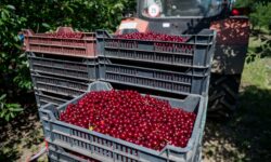 A megszokottnál jóval gyengébb az idei meggytermés