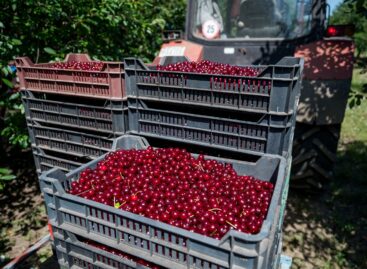 This year’s sour cherry harvest is much weaker than usual