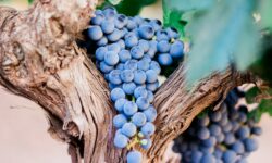 Nébih: Early detection can curb golden yellow grape disease