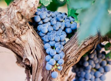 Nébih: Early detection can curb golden yellow grape disease