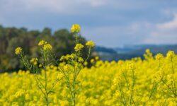 Nébih held a review of oilseed crops and non-cereal cereals
