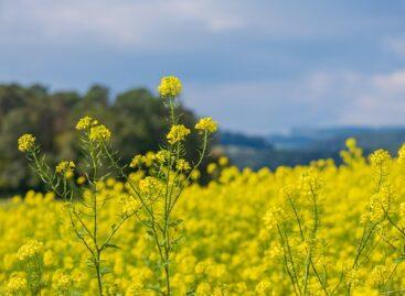 Nébih held a review of oilseed crops and non-cereal cereals