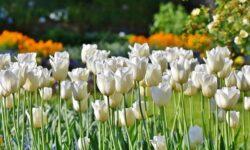 Targeted support helps small entrepreneurs in the ornamental gardening sector
