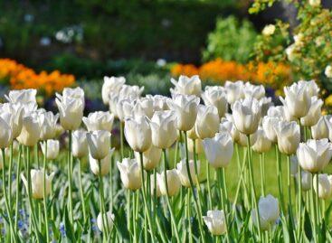 Targeted support helps small entrepreneurs in the ornamental gardening sector
