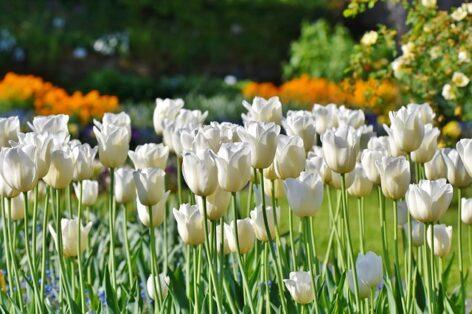 Targeted support helps small entrepreneurs in the ornamental gardening sector