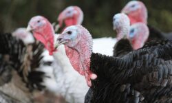 Turkey meat imports fell