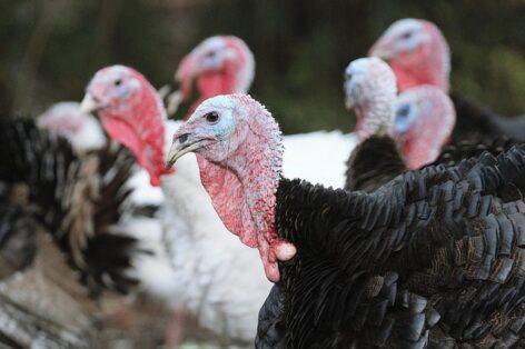 Turkey meat imports fell