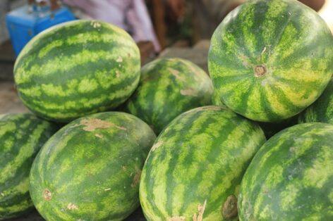 Watermelon foreign trade has picked up