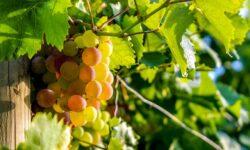 Hungarian and Italian researchers say birds and bats can protect vineyards