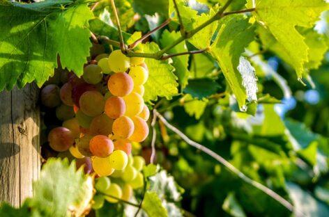 Hungarian and Italian researchers say birds and bats can protect vineyards