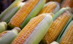 NAK-FruitVeB: last year’s sweet corn harvest is likely