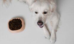 Az összes bevizsgált állatfelszerelési eszköz megbukott az NKFH laboratóriumi vizsgálatán