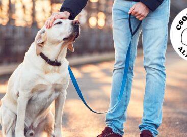 Persil’s September campaign supports assistance dogs