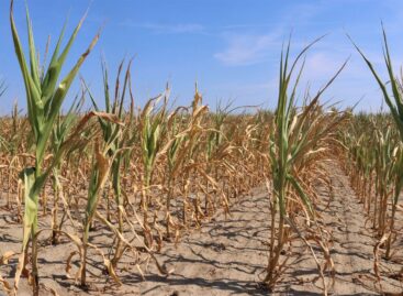 2025 was another year of drought in Hungary