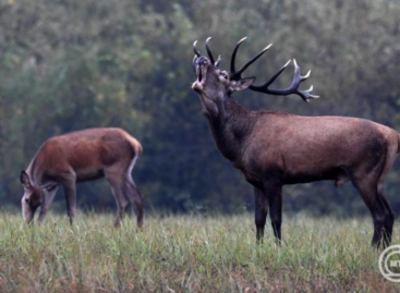 Tourism is built around deer bellowing