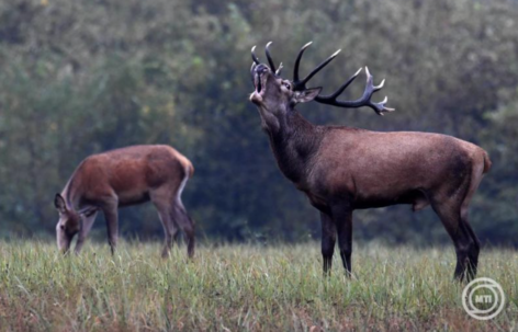Tourism is built around deer bellowing