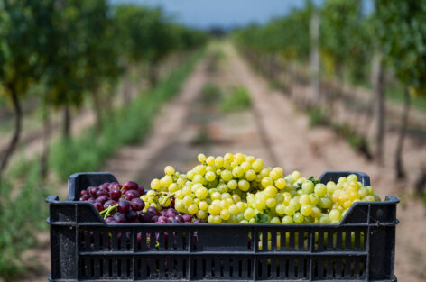 There is development potential in domestic table grape production