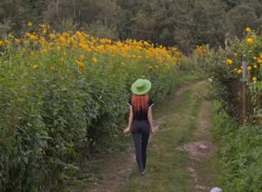Visit Hungary: Nyíregyháza and Varsány both successfully participated in this year’s Flowery Towns and Villages competition