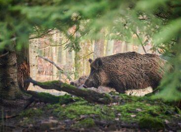 Wild boar culling begins in Croatia due to African swine fever