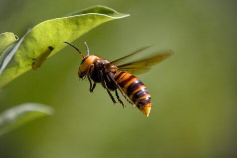 Invasive Eastern horse hornet nests discovered for the first time in Slovenia