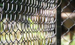 A new animal welfare regulation is being prepared – public consultation has begun
