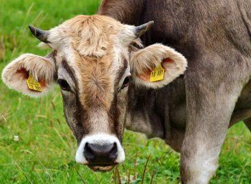 Bluetongue confirmed in Nébih Somogy County