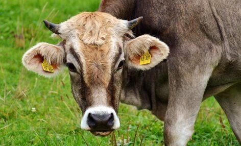 Bluetongue confirmed in Nébih Somogy County