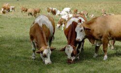 Ministry of Agriculture: Hungary regains freedom from foot-and-mouth disease