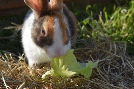 István Nagy: campaign to promote rabbit meat consumption launched