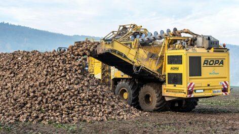 The sugar beet processing campaign has begun at Magyar Cukor Zrt.