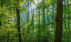 A change of perspective in forest management