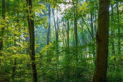 New tender supports long-term qualitative renewal of forests