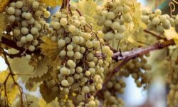 Experts say phytoplasma and market changes are the most urgent challenges in winemaking