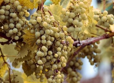 Experts say phytoplasma and market changes are the most urgent challenges in winemaking